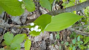 Convallaria majalis 